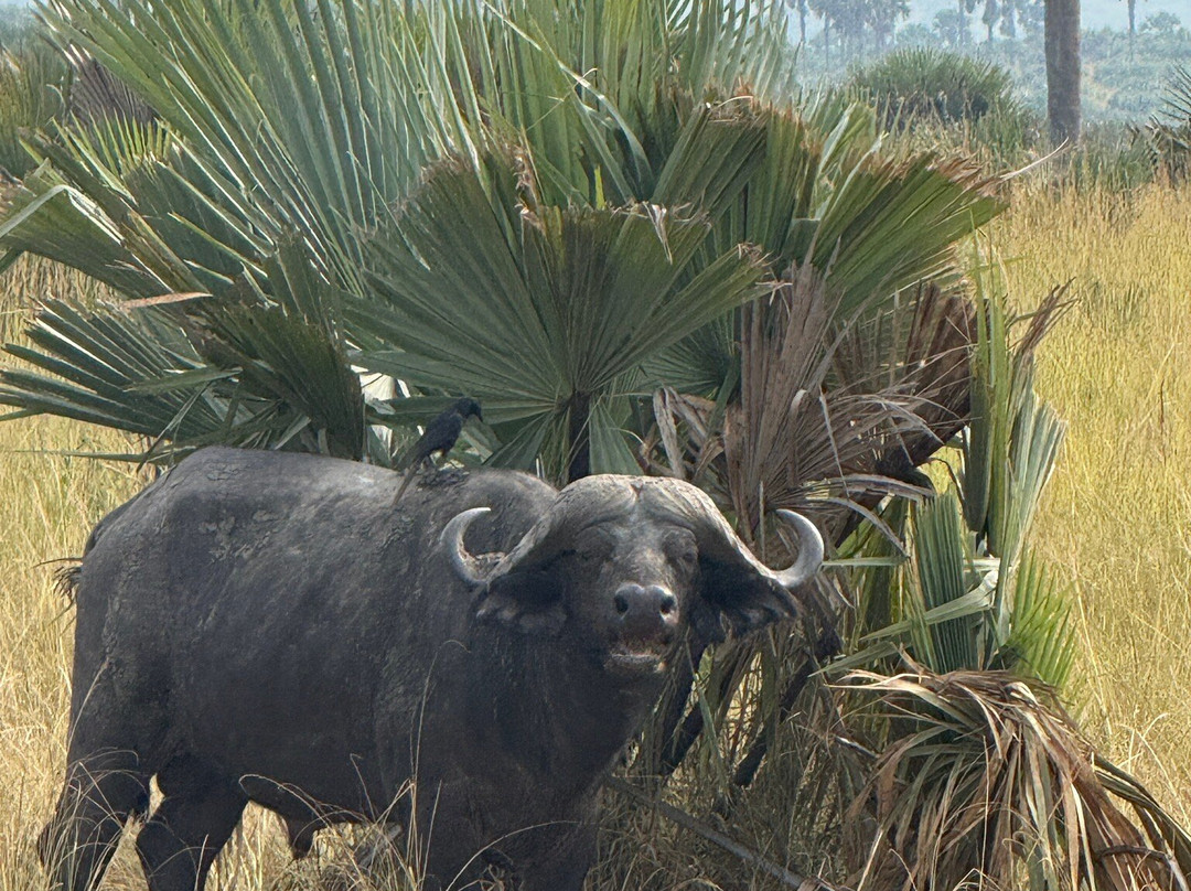Grassrootz Adventures Uganda-坎帕拉必去景点