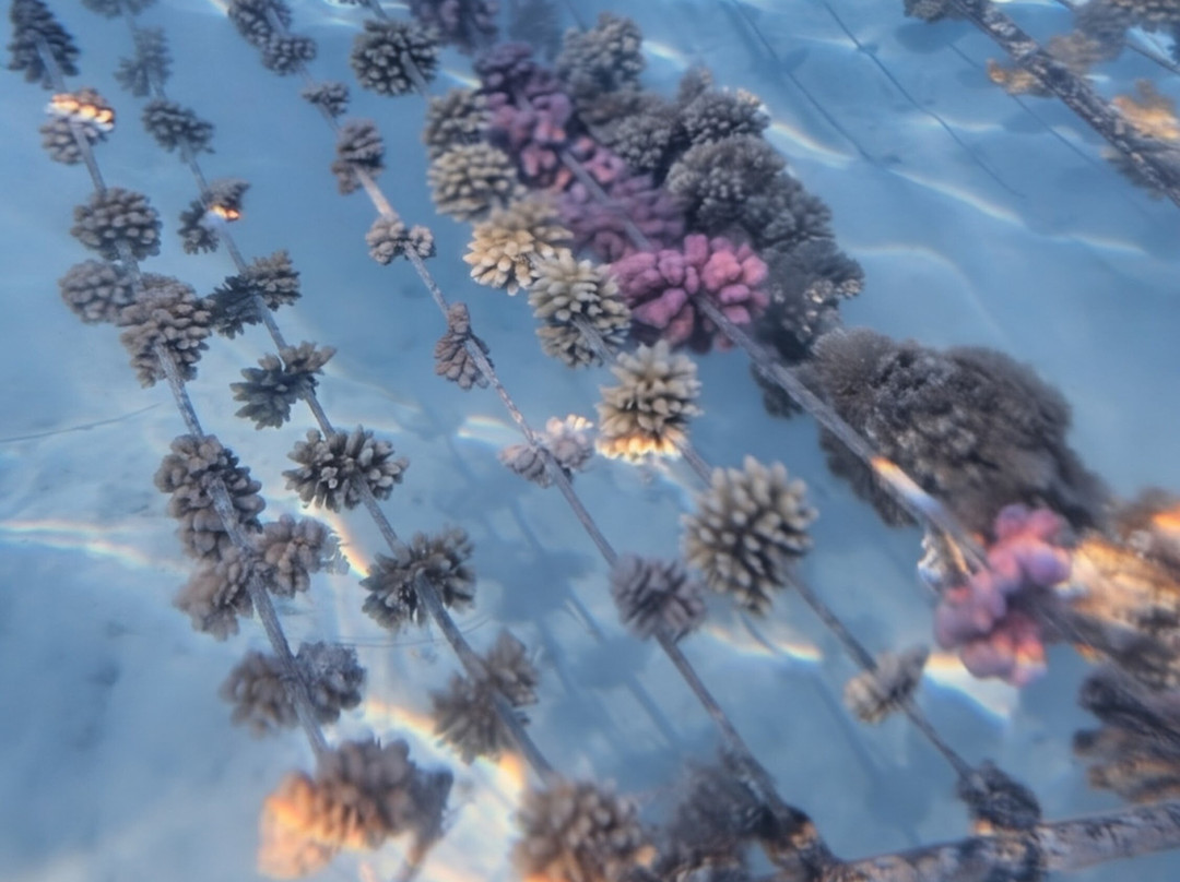 Coral Gardeners Xperience-Paopao必去景点