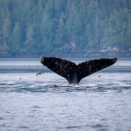 Seasmoke Whale Watching-Alert Bay必去景点