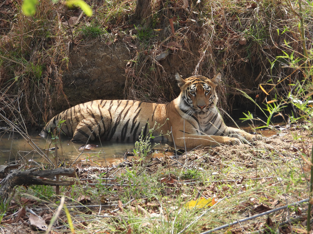 Wildlife Expeditions India-Khatia必去景点