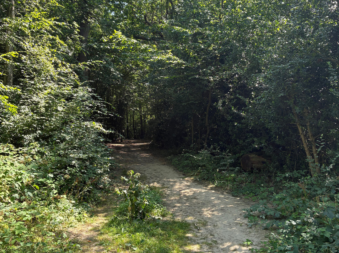 Hamstreet Woods National Nature Reserve-Hamstreet必去景点