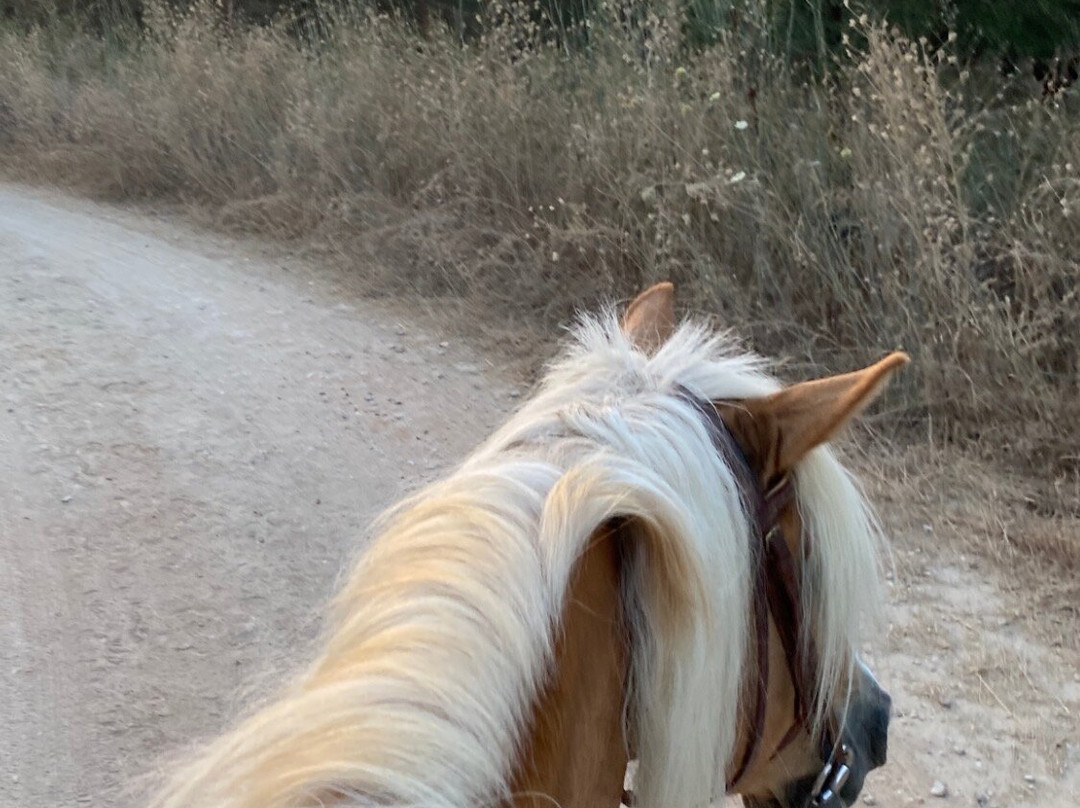 Zoraida's Horse Riding-Paralia Kourna必去景点