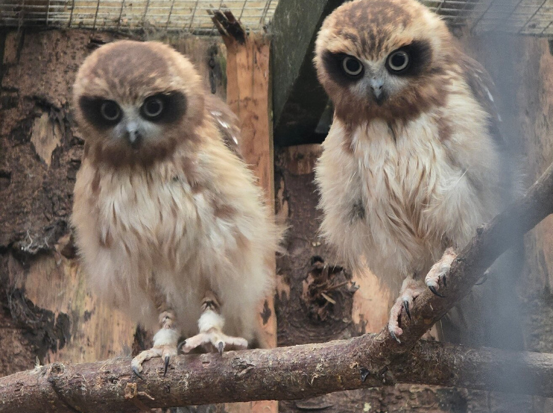 Scottish Owl Centre-Whitburn必去景点