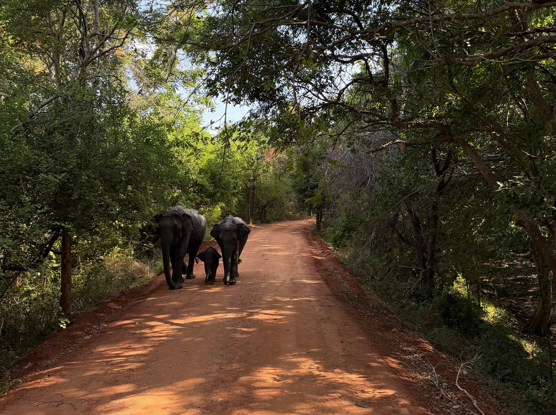Sudath Safari and Tours Sri Lanka-锡吉里亚必去景点