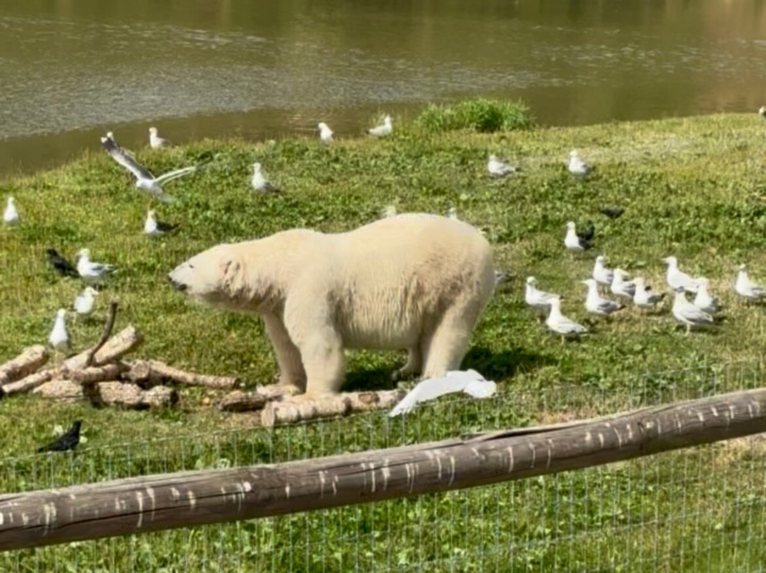 Yorkshire Wildlife Park-Auckley必去景点