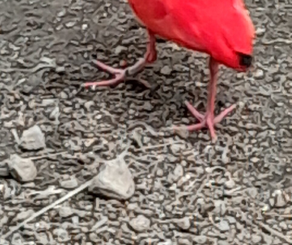 Zoo de Martinique-Le Carbet必去景点
