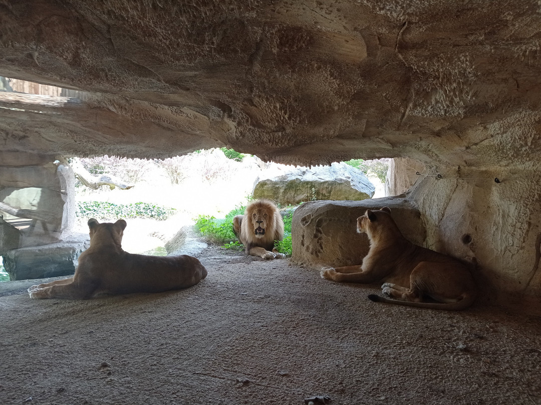 ZooParc de Beauval-圣艾尼昂必去景点