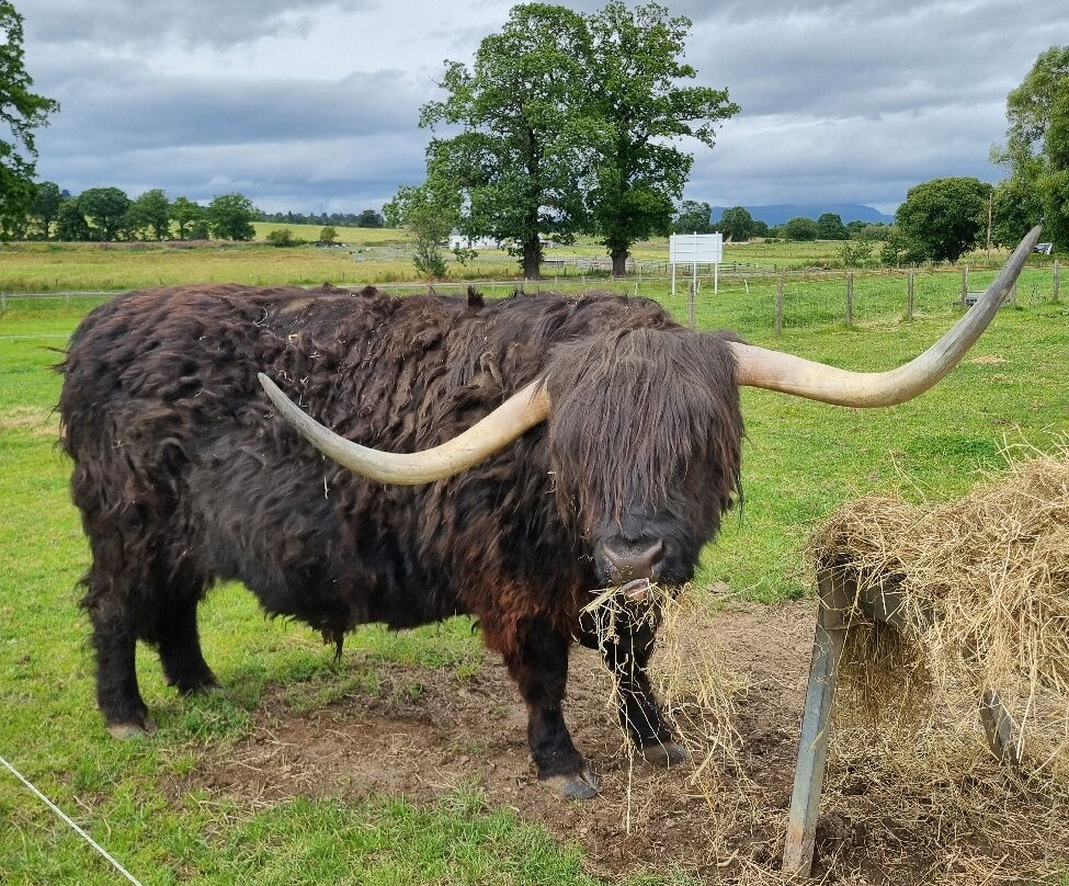 Robertson's - The Larder & Highland Cows - Beauly-Beauly必去景点