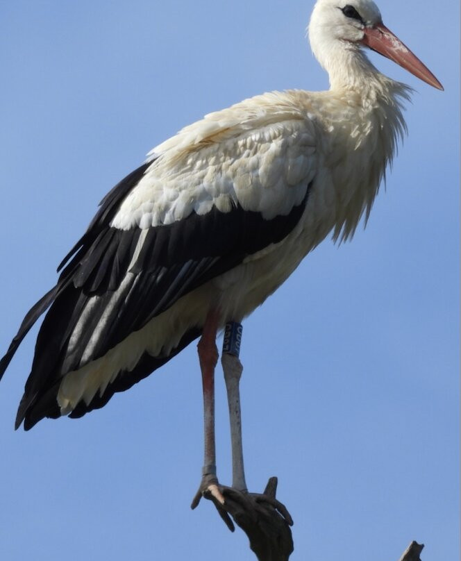 Knepp Wildland Safaris-霍舍姆必去景点