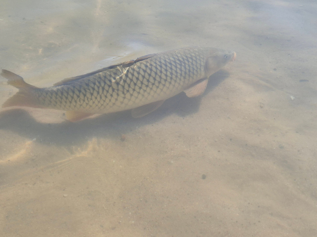 Strandbad Rodgau