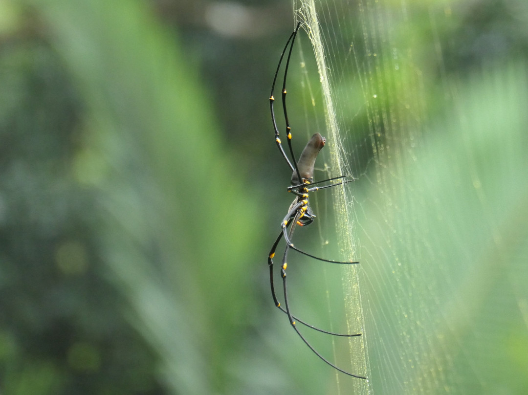 Daintree Discovery Centre-Cow Bay必去景点