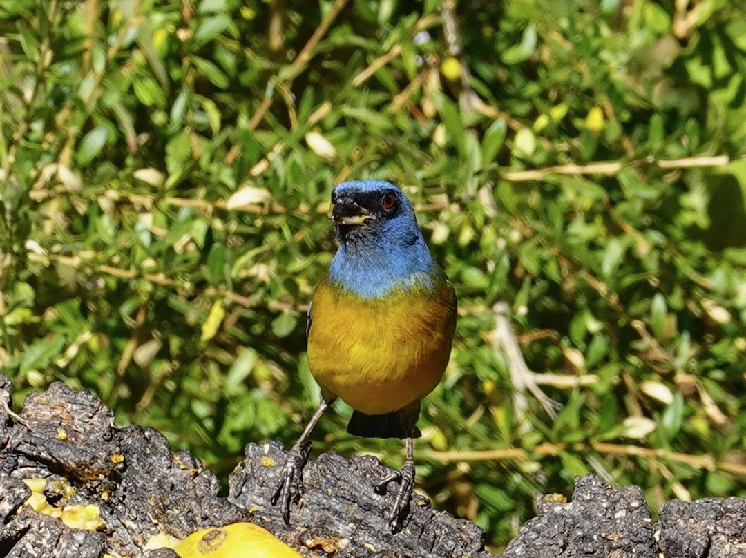 Santuario de colibríes - Ensifera Ensifera-乌鲁班巴必去景点
