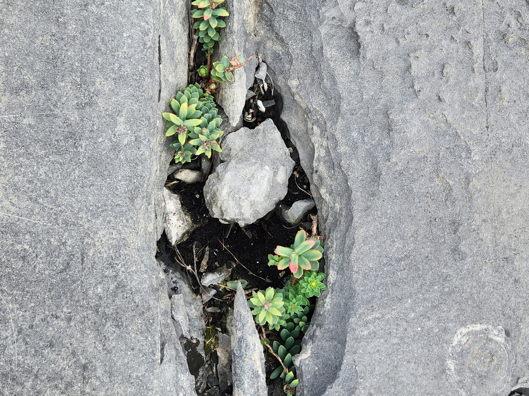 Failte Bus Tour-Inishmore必去景点