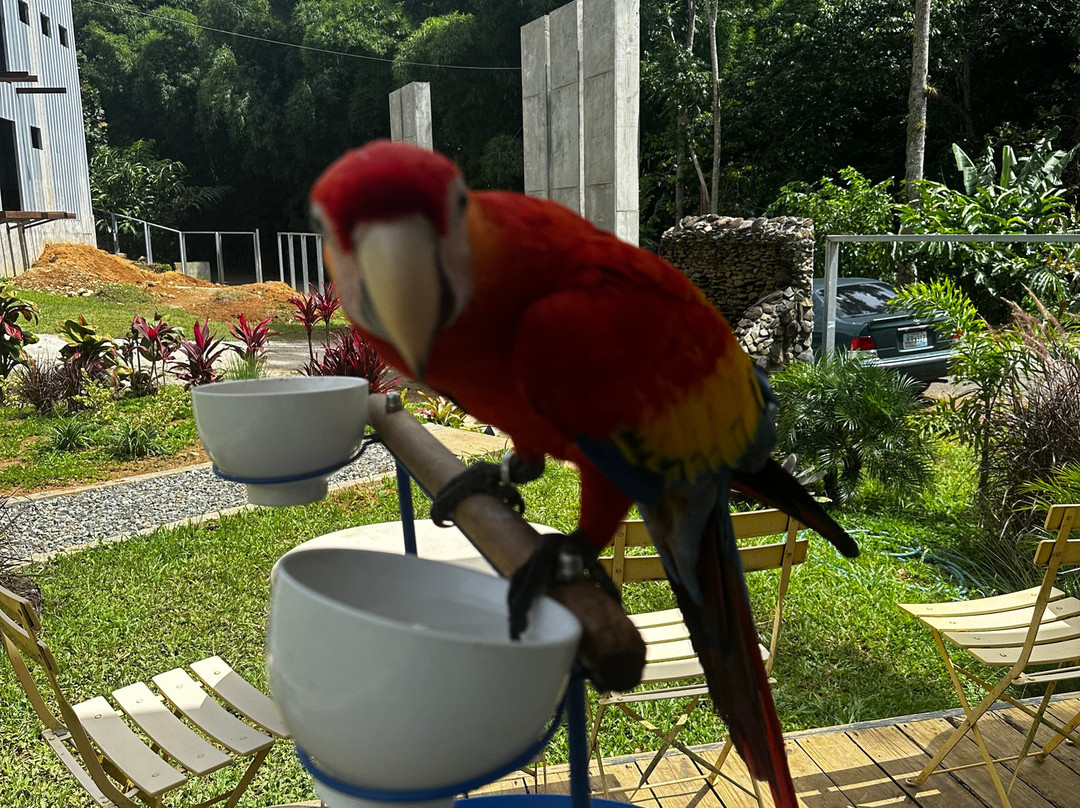 Hacienda Iluminada Coffee Farm-Maricao必去景点