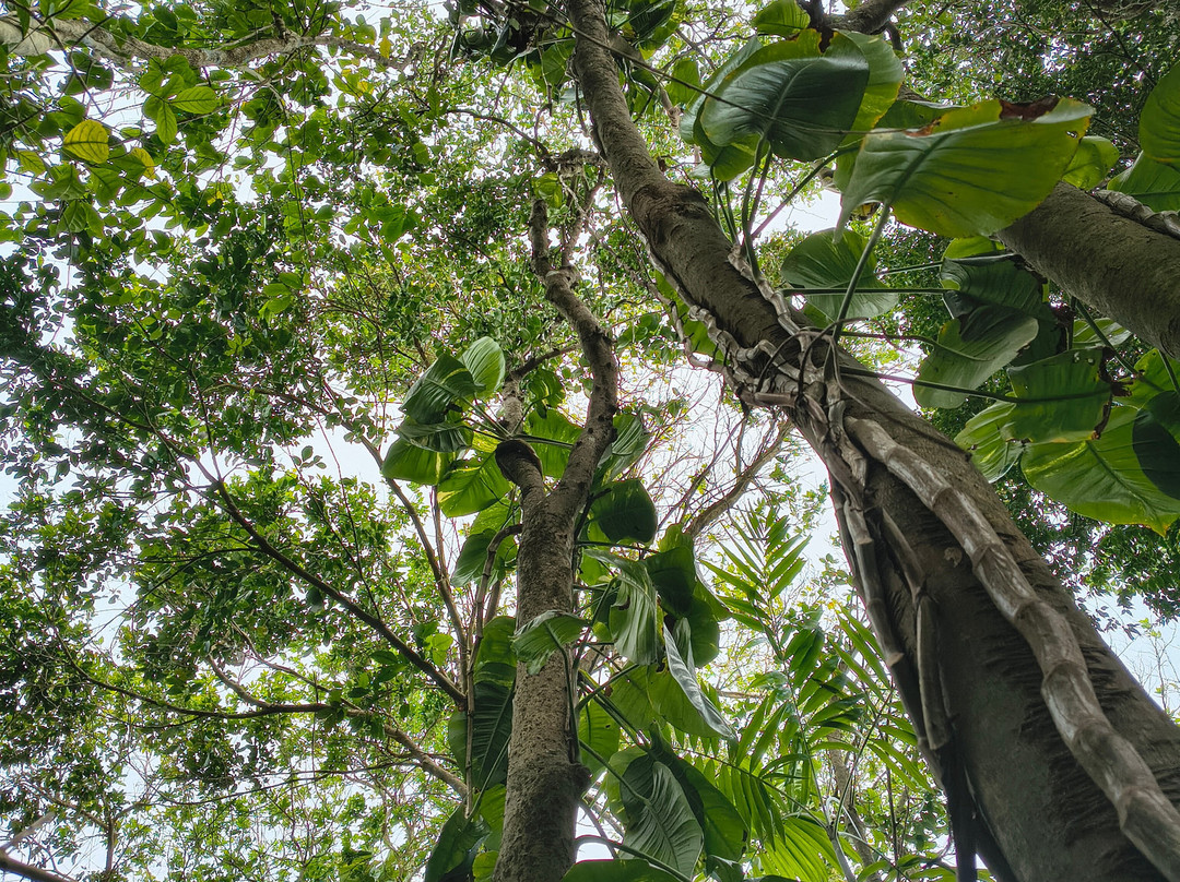 Phantasea Tropical Botanical Garden-圣 托马斯必去景点