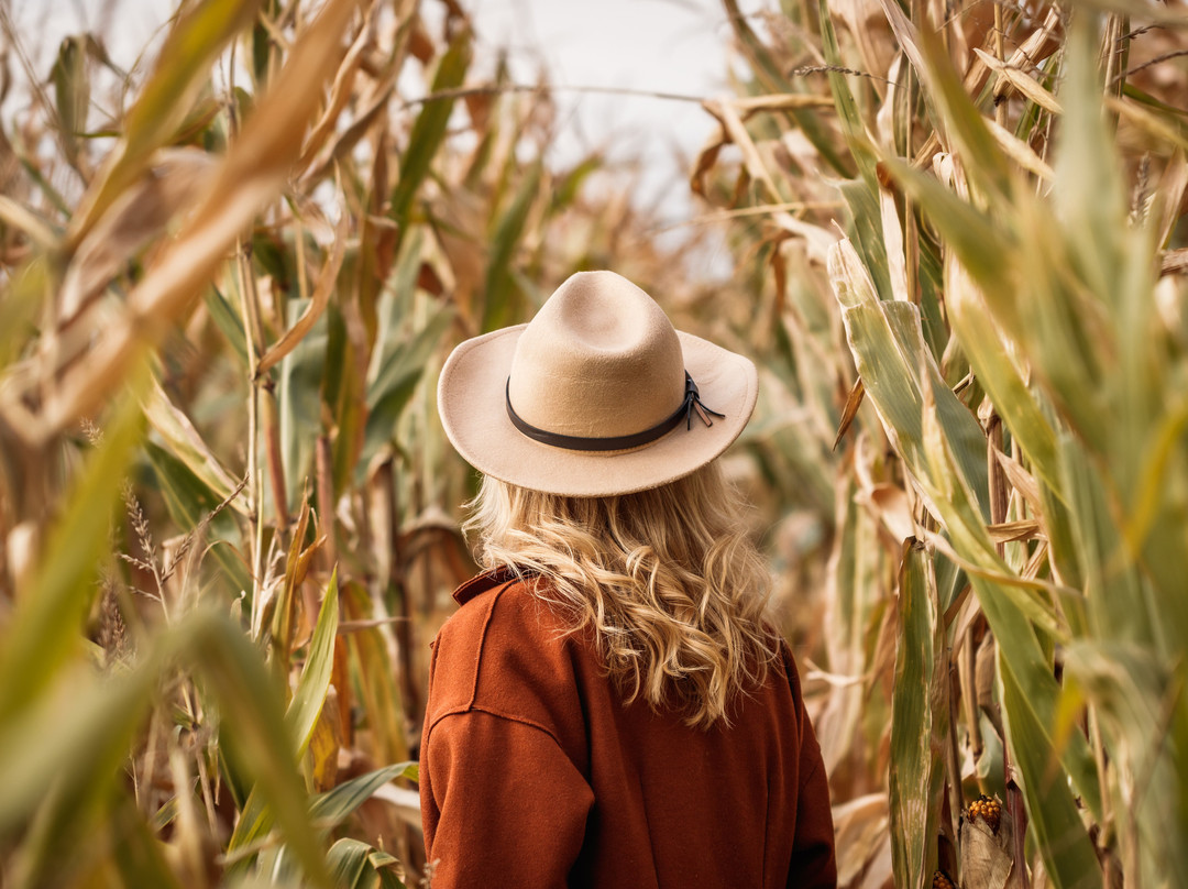Ellijay Corn Maze-Ellijay必去景点