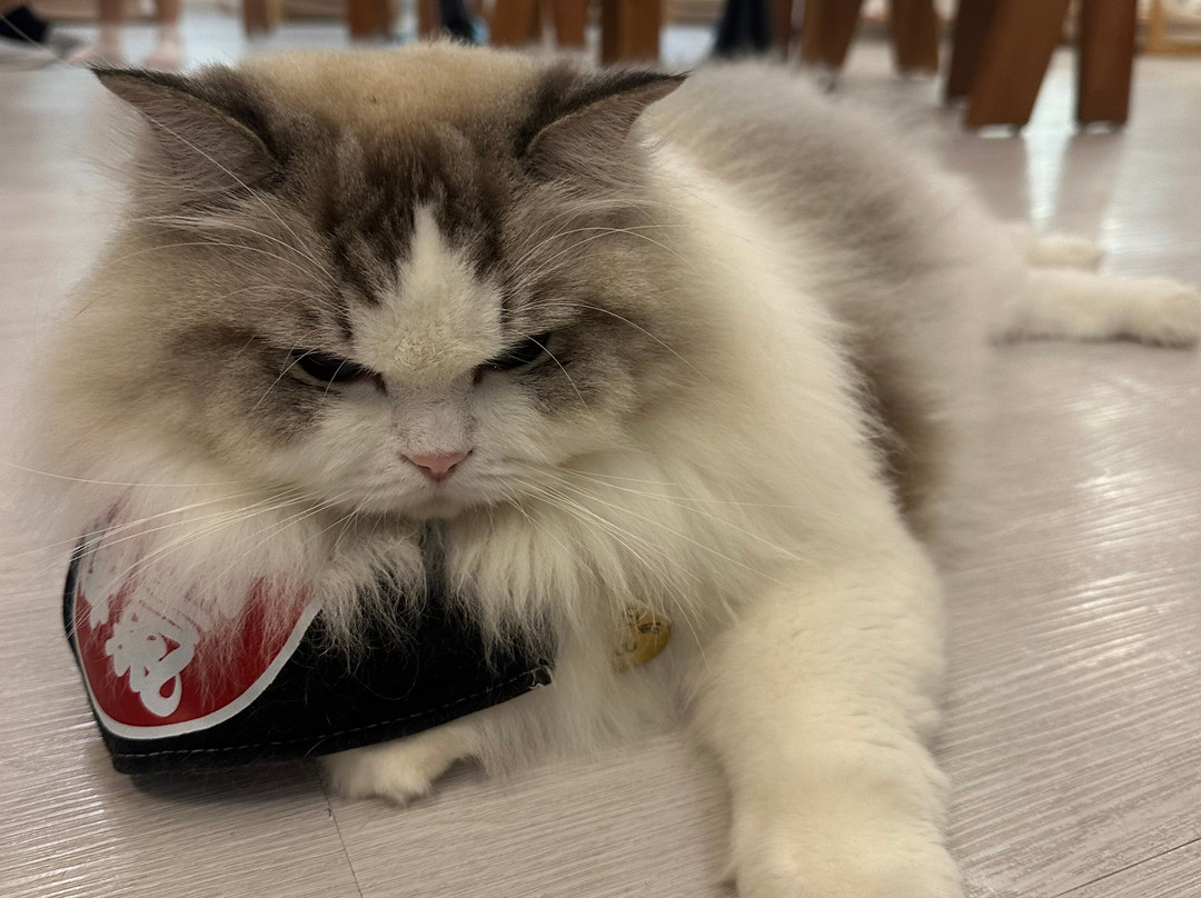 猫之茶房-香港必去景点
