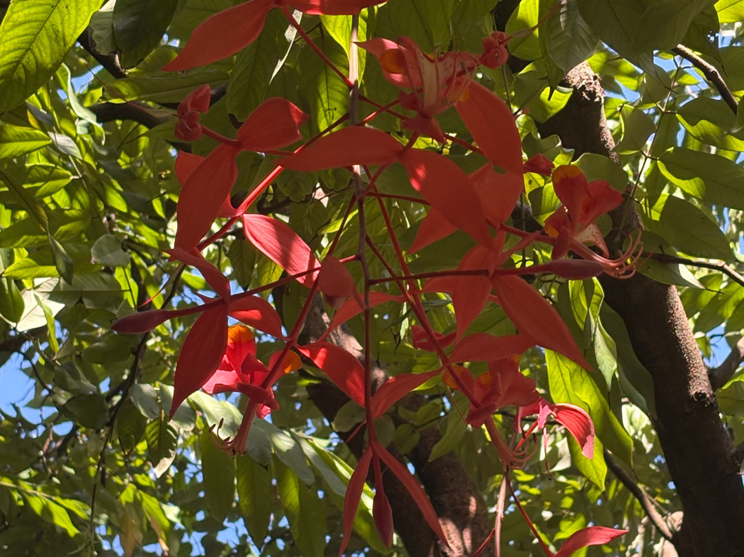 George Brown Darwin Botanic Gardens-达尔文市必去景点
