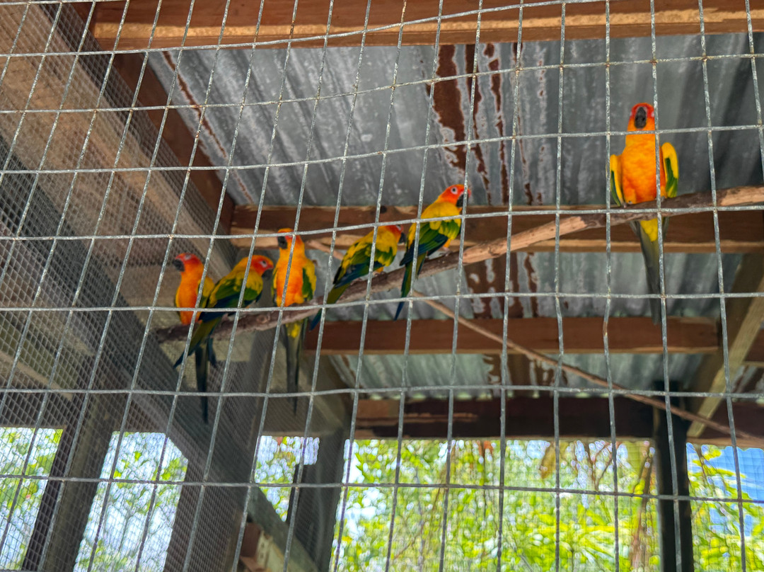 Cayman Parrot Sanctuary-East End必去景点