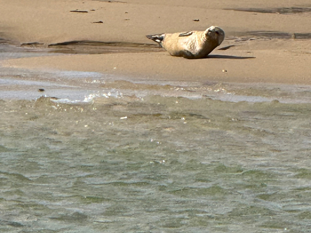 Bishops Boats Seal Trips-布莱克尼必去景点