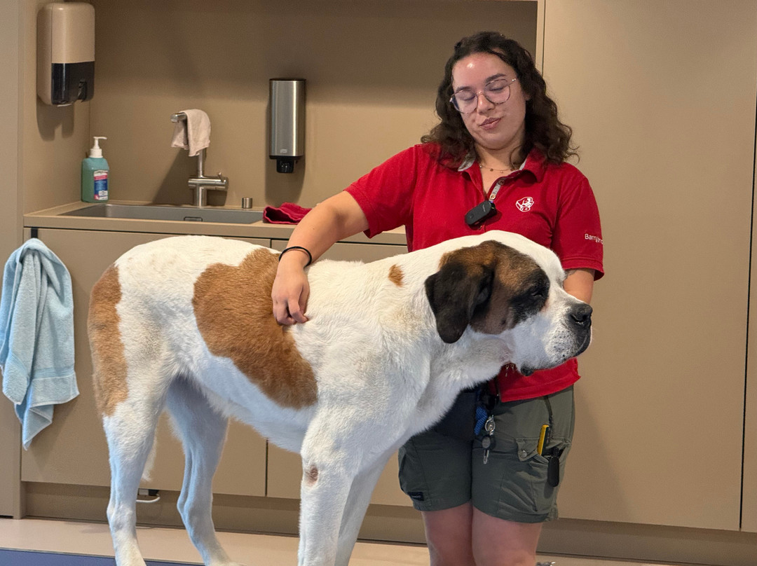 Barryland - Musée et chiens du St-Bernard-马蒂尼必去景点