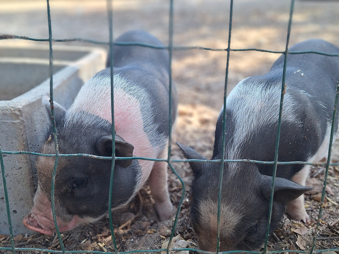 Black Pig Gin-Santiago do Cacem必去景点
