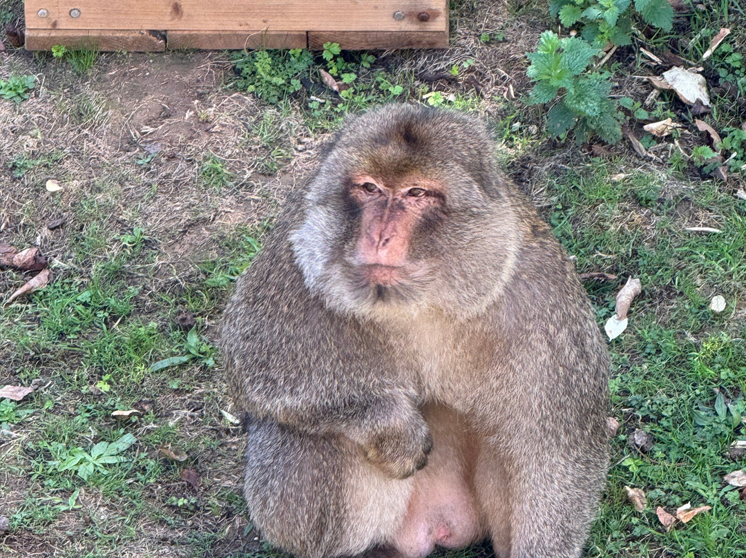 Jimmy's Farm & Wildlife Park-伊普斯威奇必去景点