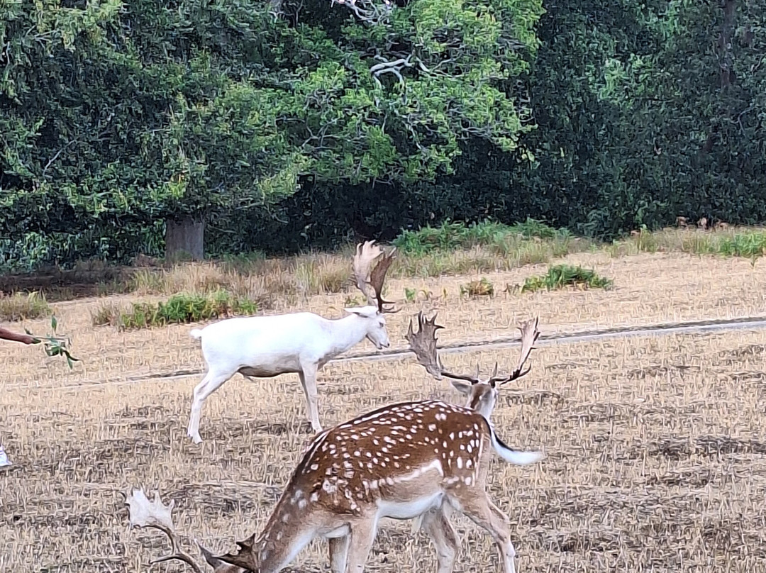 Knole Park-Sevenoaks必去景点