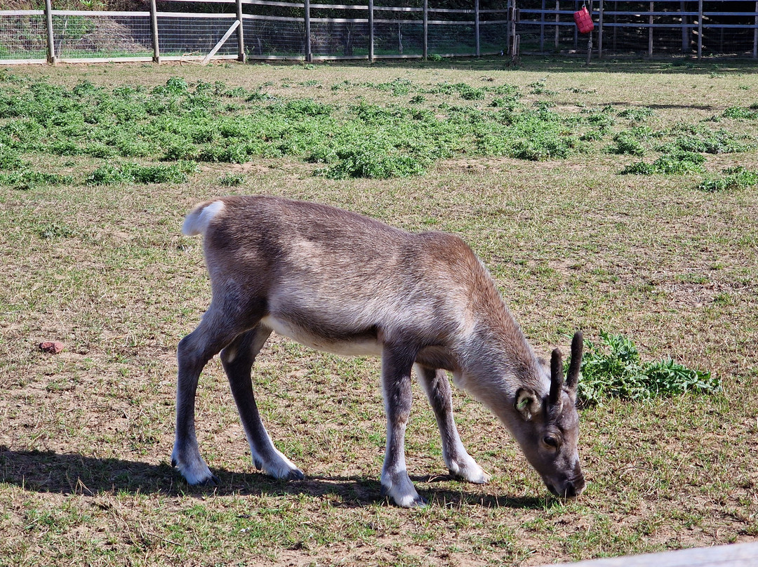 Jimmy's Farm & Wildlife Park-伊普斯威奇必去景点