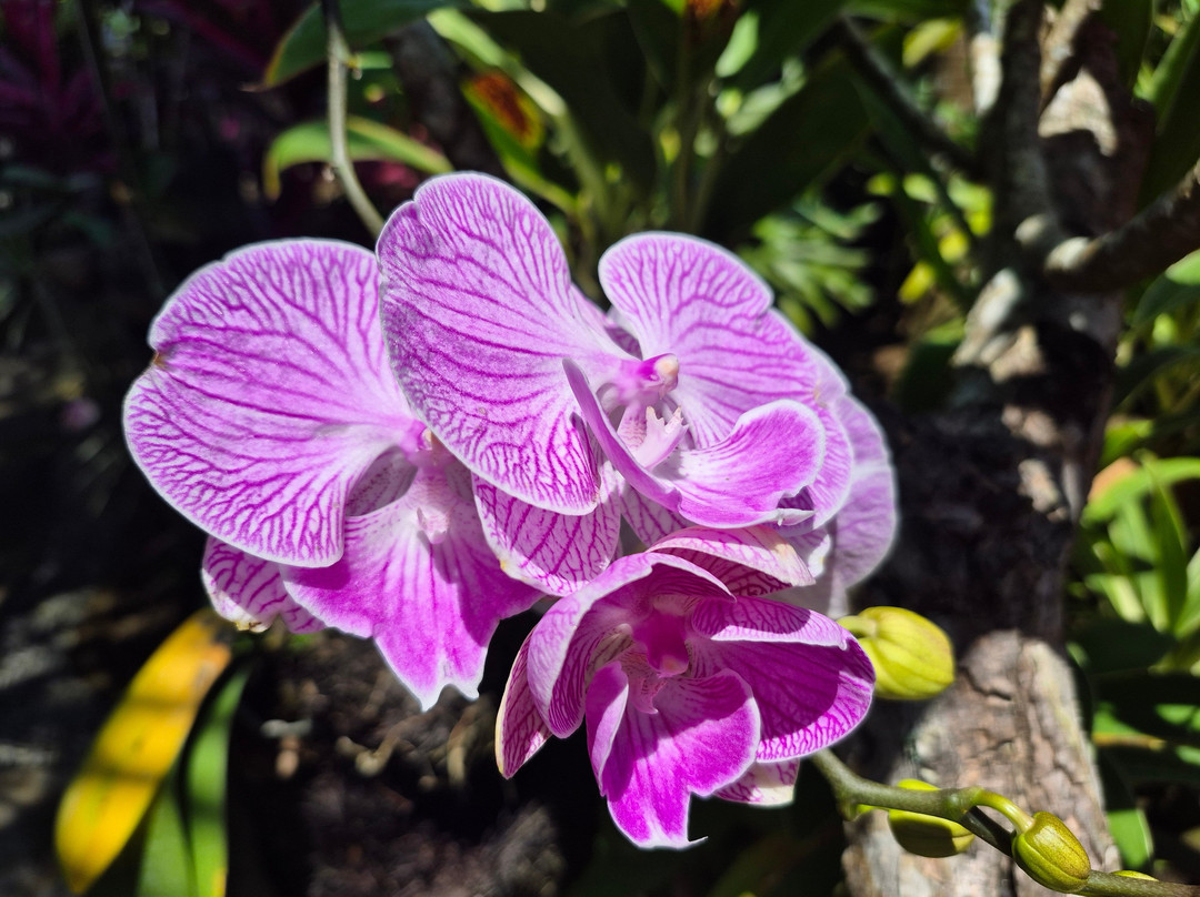 Kemenuh Butterfly Park-Kemenuh必去景点