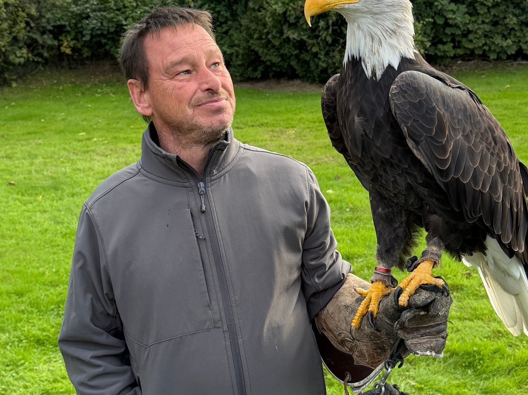 Falconry Experience Wales-Newtown必去景点