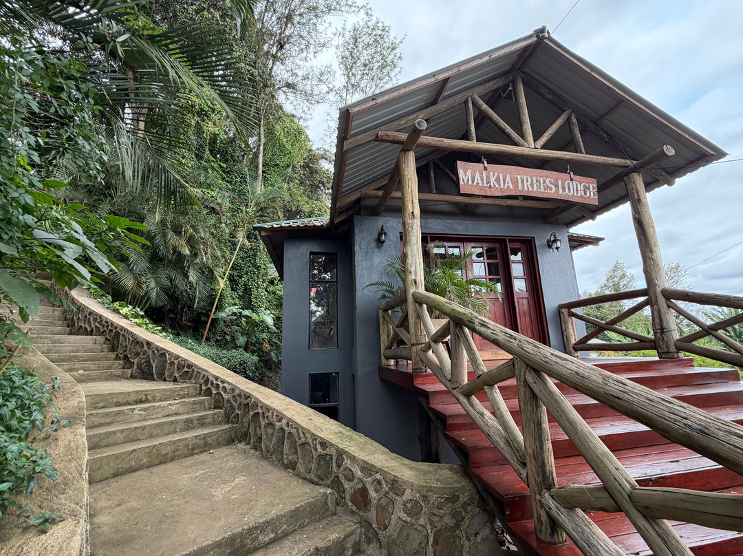 女王树小屋旅馆主图