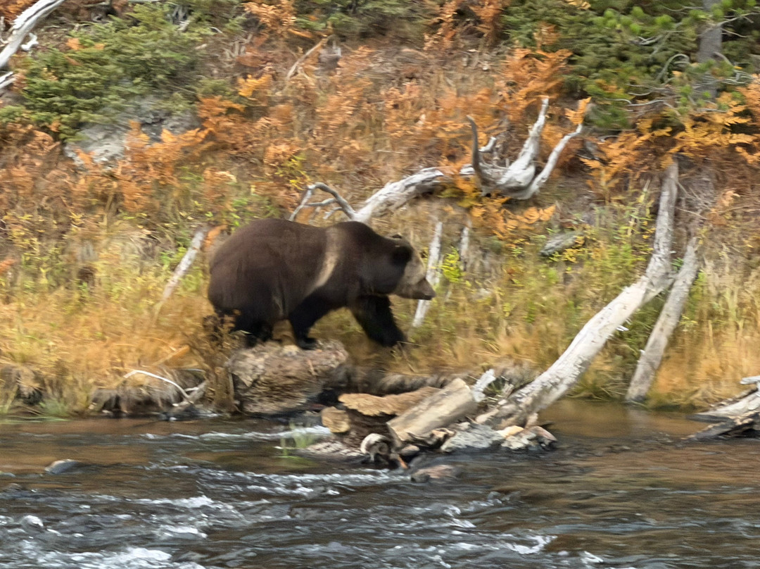 Yellowstone National Park-黄石国家公园必去景点