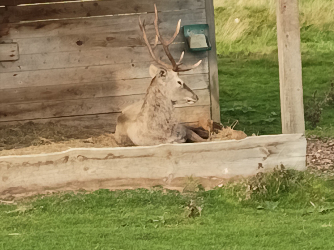 Highland Wildlife Park-Kincraig必去景点