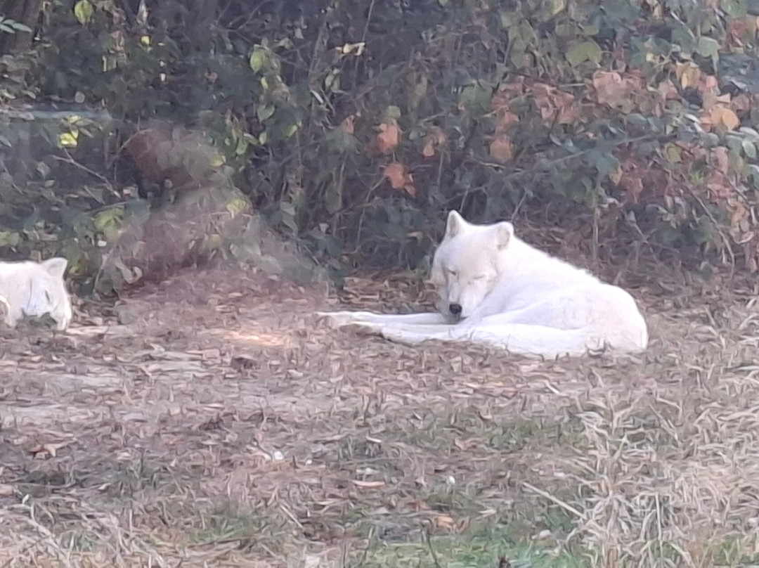 Parc Animalier De Sainte-croix-Rhodes必去景点