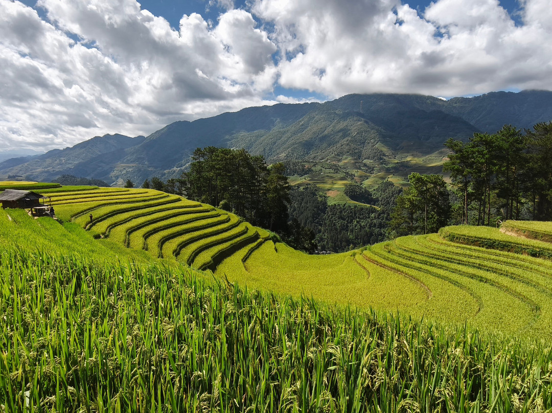 Mu Cang Chai-Yen Bai必去景点