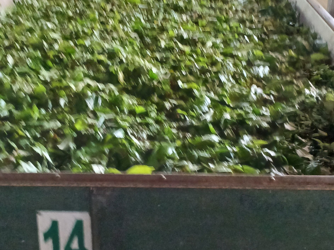 Orange Field Tea Factory-Gampola必去景点