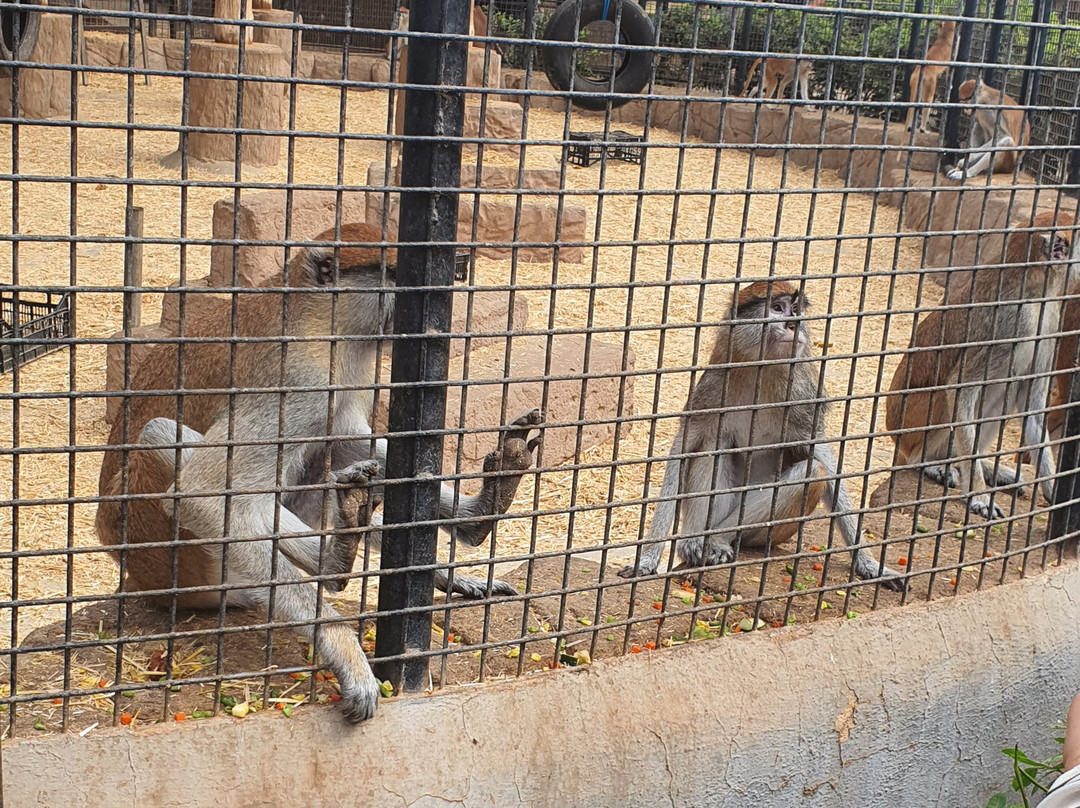 Monkey Park-洛斯克里斯蒂亚诺斯必去景点