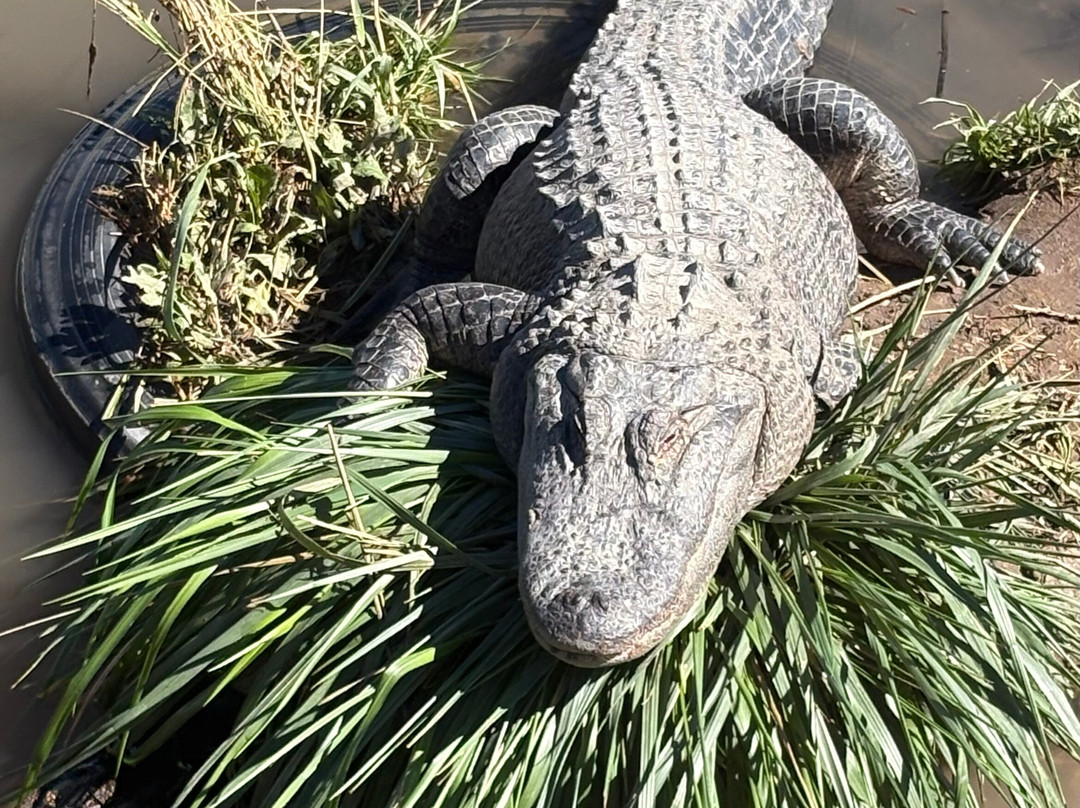 Colorado Gators Reptile Park-Mosca必去景点
