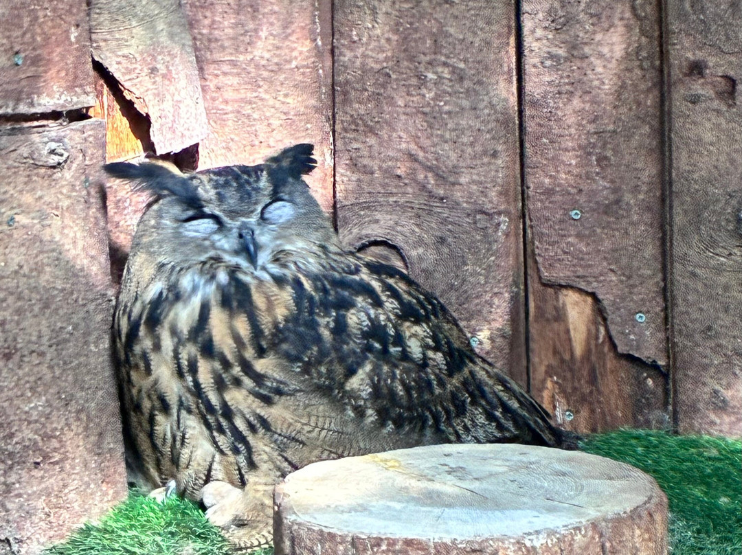 Totnes Rare Breeds Farm-托特尼斯必去景点