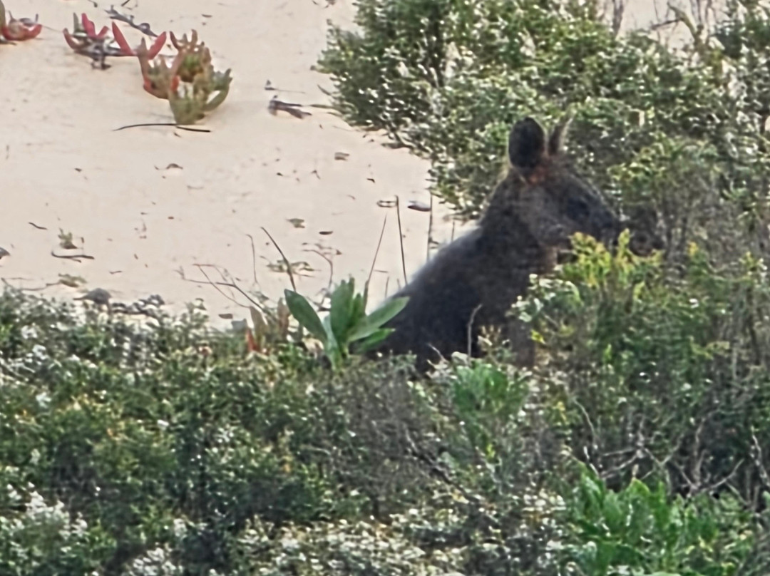 Spirit of the Coorong Cruises-Goolwa必去景点