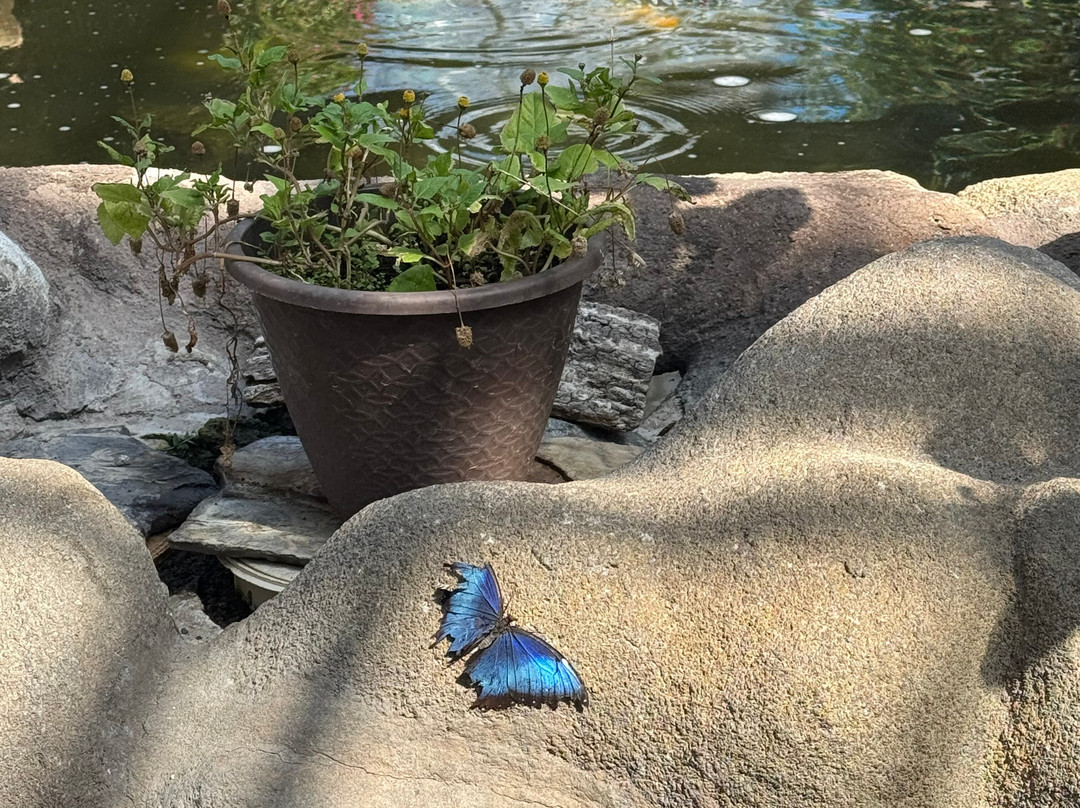 Butterfly Wonderland-斯科茨代尔必去景点