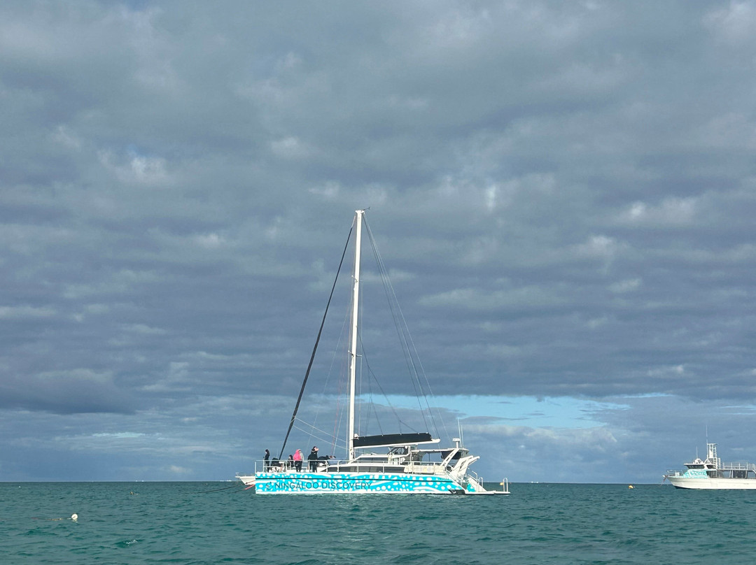 Ningaloo Discovery Whale Shark Tours-埃克斯茅斯必去景点