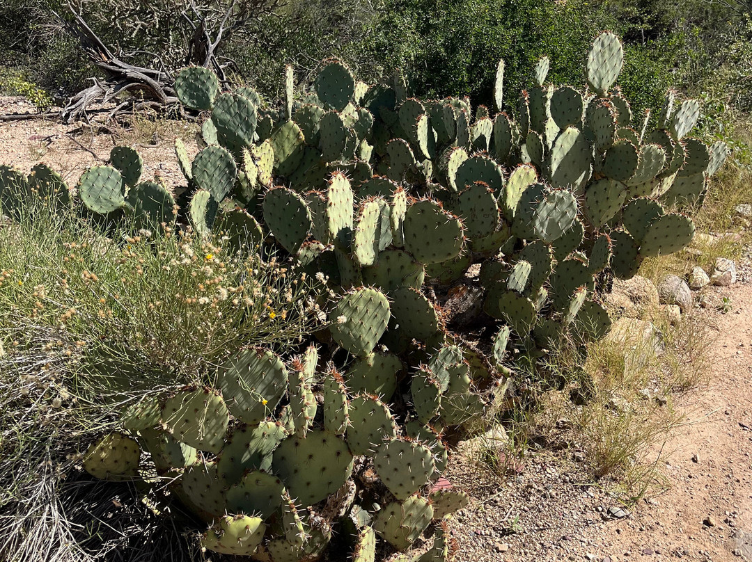Tucson Mountain Park West-图森必去景点