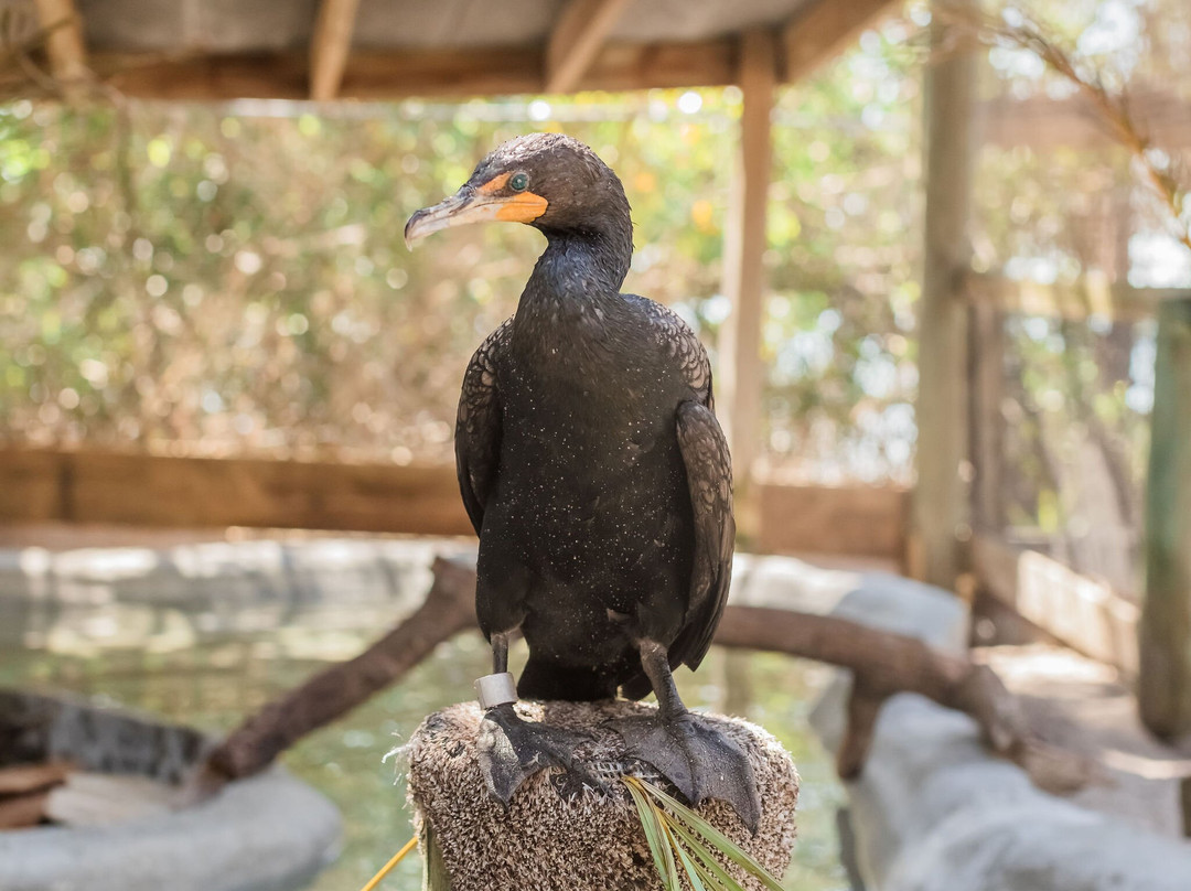 Save Our Seabirds-萨拉索塔必去景点