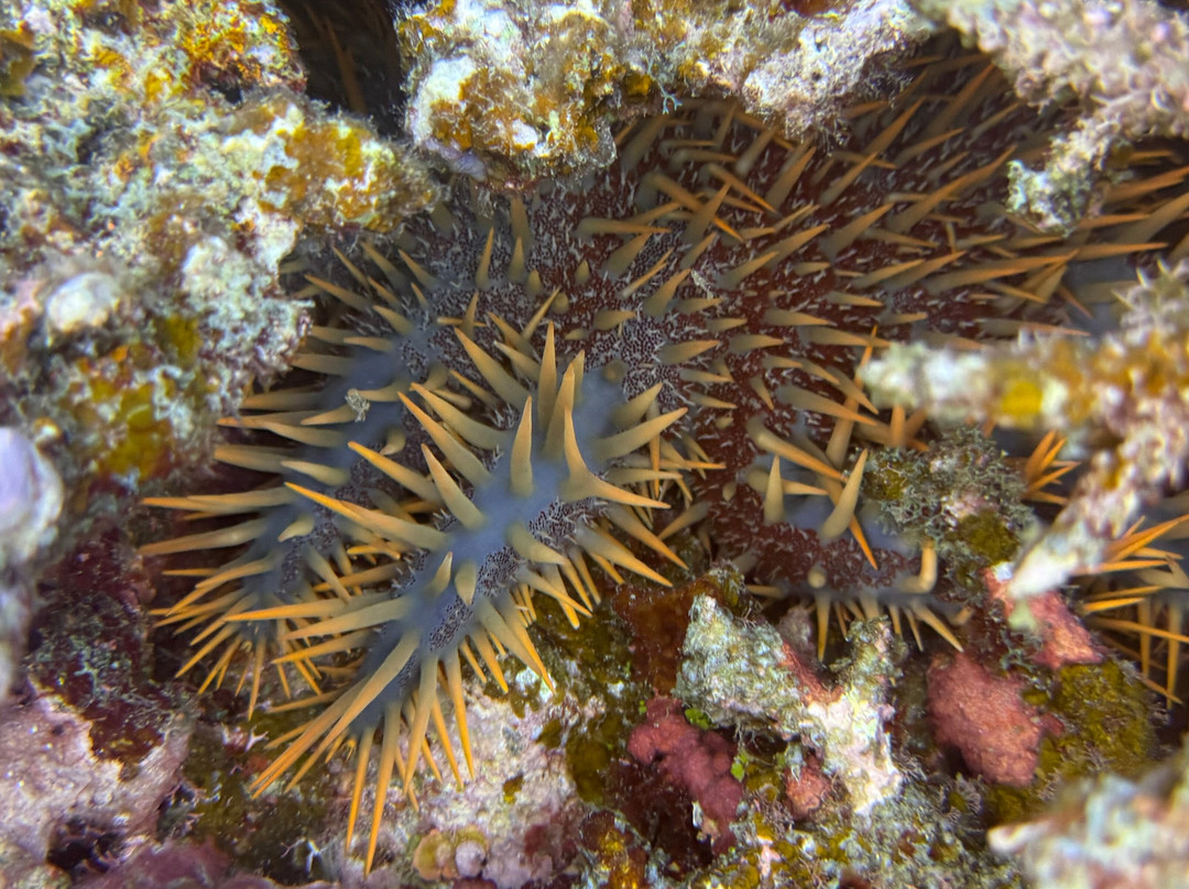 Big Blue Scuba Diving-维拉港必去景点