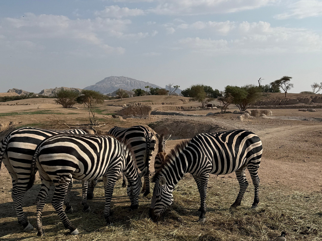 Al Ain Zoo 2017 2018 2019-艾因市必去景点