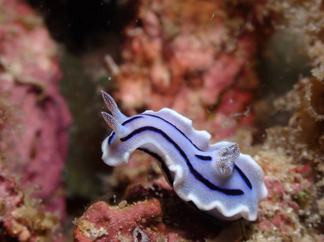 Haka Dive Center-Panglao必去景点