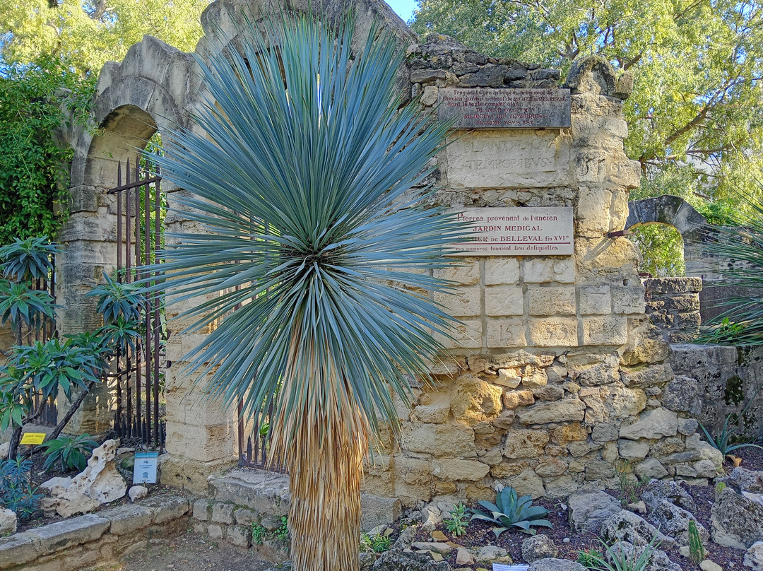 Jardin des Plantes de Montpellier-蒙彼利埃必去景点