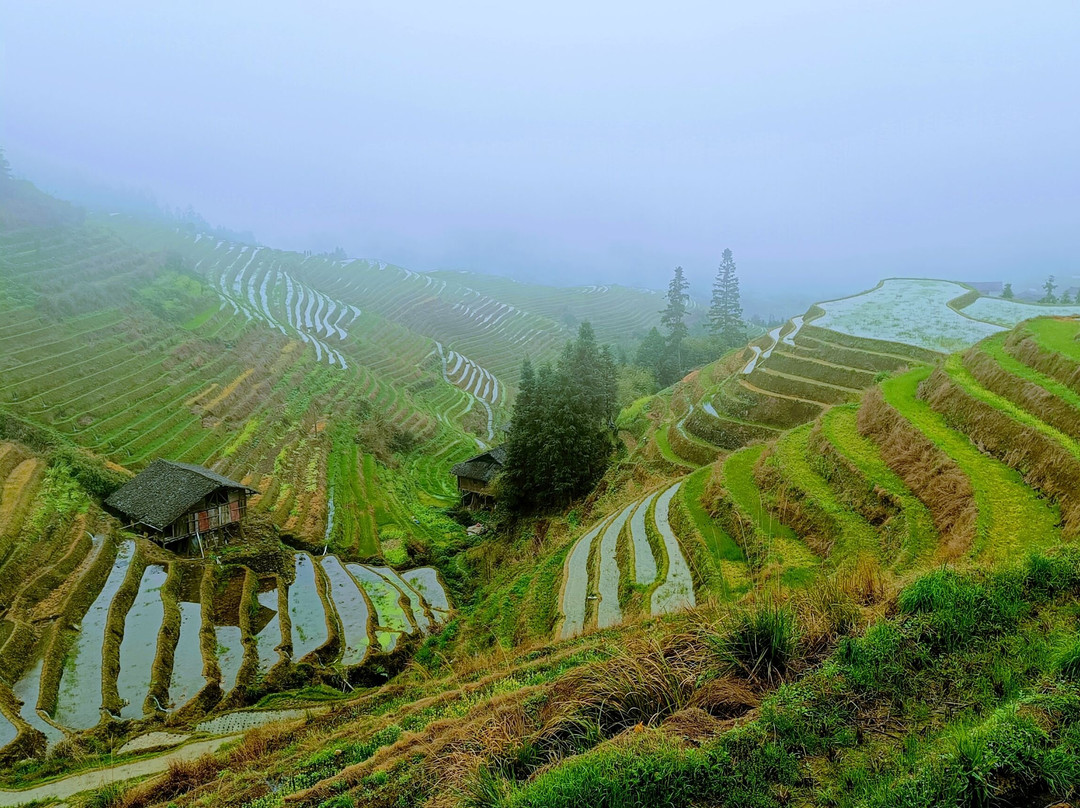 Longji Rice Terraces-桂林市必去景点